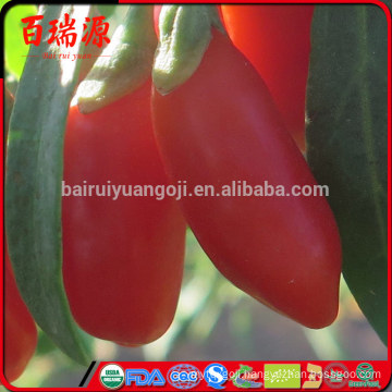 Goji berry preco frutto di goji goji berry onde comprar